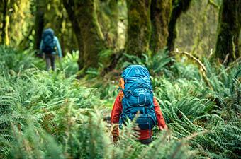 Osprey Aether 65 backpacking backpack (hiking through a field of ferns)